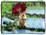 Chipmunk, Kwiatek, Deszcz