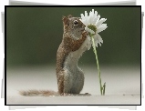 Chipmunk, Kwiatek, Margerytka