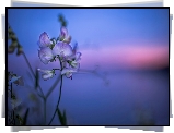 Kwiatek, Pachnący groszek, Bokeh