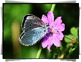 Motyl, Kwiatek, Łodyga
