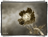 Kwiatek, Sepia
