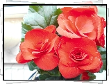 Kwiatki, Begonia, Czerwona, Zimowa