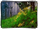 Las, Kwiatki, Mgła