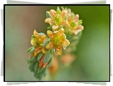 Żółto Pomarańczowe, Kwiatki, Makro
