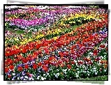Pole, Kwiatowe, Tulipany