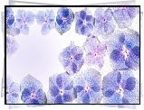 Niebieskie, Kwiatuszki, Hortensja, Grafika
