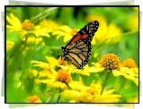 Żółte, Kwiatuszki, Motyl