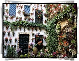 Dom, Kwiaty, Bluszcz, Fasada