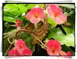 Kwiaty, Begonia