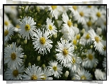 Białe, Rozkwitnięte, Astry, Kwiaty