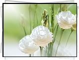 Białe, Kwiaty, Eustoma