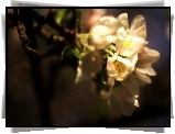 Białe, Kwiaty, Jabłoń