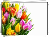 Kwiaty, Bukiet, Kolorowe, Tulipany, Białe, Tło