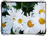 Białe, Kwiaty, Margarytka