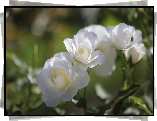 Białe, Róże, Rozświetlone, Kwiaty