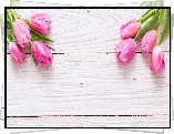 Kwiaty, Różowe, Tulipany, Białe, Deski