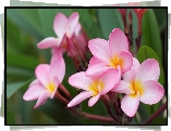 Bladoróżowe, Kwiaty, Plumeria