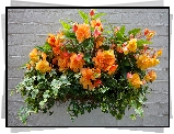 Kwiaty, Pomarańczowe, Begonie, Bluszcz, Ściana