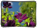 Bordowe, Kwiaty, Clematis