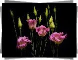 Kwiaty, Eustoma, Ciemne tło