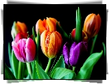 Kwiaty, Kolorowe, Tulipany, Ciemne, Tło