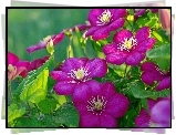 Kwiaty, Clematis