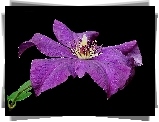 Kwiaty, Clematis