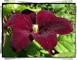 Kwiaty, Clematis