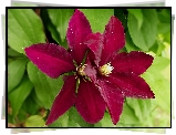 Kwiaty, Clematis