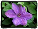 Kwiaty, Clematis