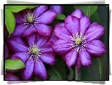 Kwiaty, Clematis