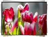 Kwiaty, Tulipany, Czerwone, Mróz