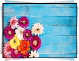 Kwiaty, Kolorowe, Gerbery, Deski, Niebieskie