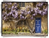 Dom, Kwiaty, Wisteria