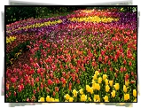 Kwiaty, Kolorowe, Tulipany, Drzewa, Park