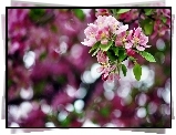 Kwiaty, Owocowego, Drzewa, Bokeh
