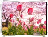 Kwiaty, Tulipany, Drzewa, Wiosna