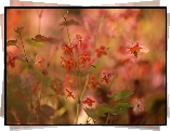 Epimedium, Drobne, Czerwone, Kwiaty