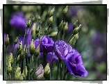 Eustoma, Kwiaty, Pączki