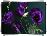Eustoma, Kwiaty, Pąki