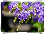 Fioletowe, Kwiaty, Duranta