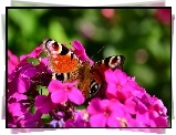 Fioletowe, Kwiaty, Motyl