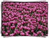 Kwiaty, Tulipany, Fioletowe, Pole