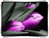 Fioletowe, Kwiaty, Tulipany