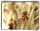 Kwiaty, Fractalius