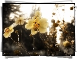 Kwiaty, Fractalius