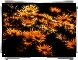 Kwiaty, Fractalius