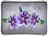 Kwiaty, Powojnik, Clematis, Tło, Grafika 2D