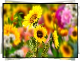 Kwiaty, Słoneczniki, Grafika 2D