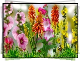 Kwiaty, Malwy, Trytoma groniasta, Grafika